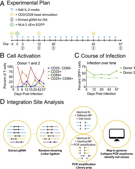 Hiv Proviral Dna Integration Can Drive T Cell Growth Ex Vivo Pnas