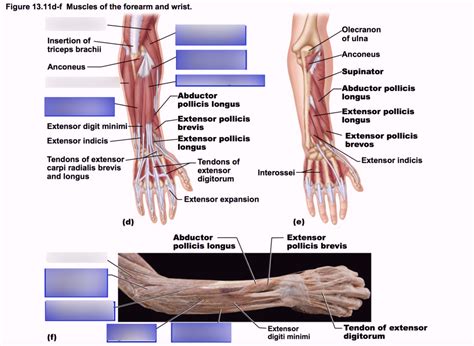 Phyl L Muscles Of The Forearm And Wrist Diagram Quizlet