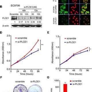 Plce Inhibition Reduces Cell Proliferation And Colony Formation