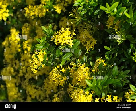 Ixora Yellow Hi Res Stock Photography And Images Alamy