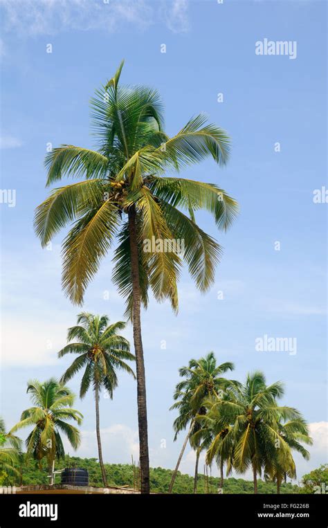 Coconut Trees Baga Beach Goa India Asia Stock Photo Alamy