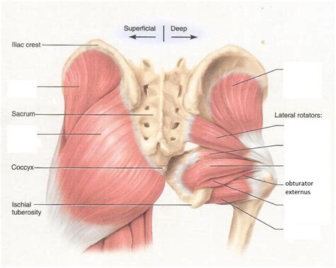 Obturator Externus Muscle