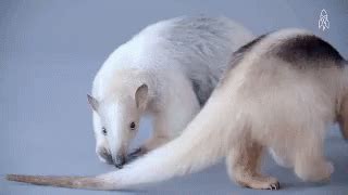 Funny Animals Aardvark GIF - Funny Animals Aardvark - Discover & Share GIFs