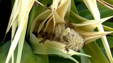 Más de 1 000 vídeos en HD y 4K gratis de Abejas Volando y Abejas Pixabay