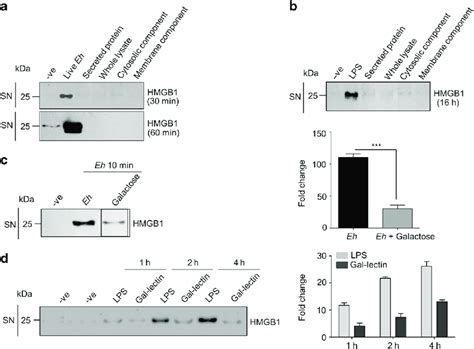 Hmgb1 Release Requires Live Eh Gal Lectin Mediated Contact With