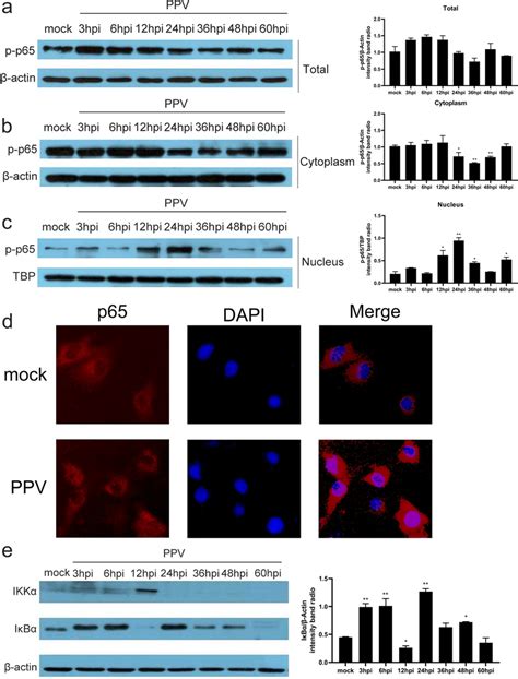 Ppv1 Infection Activates Nf κb Associating With P65 And Iκbα Axis