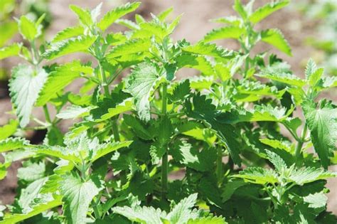 Ginseng Plant Best Varieties Growing Guide Care And Harvest