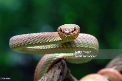 Pit Viper Striking