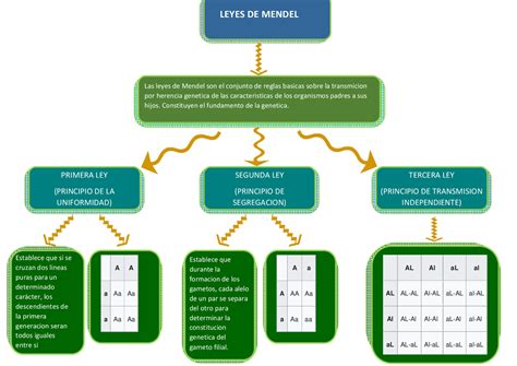 Leyes De Mendel Mapa Conceptual Lauze The Best Porn Website