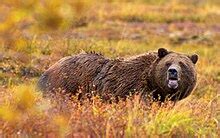 grizzly bear wikipedia