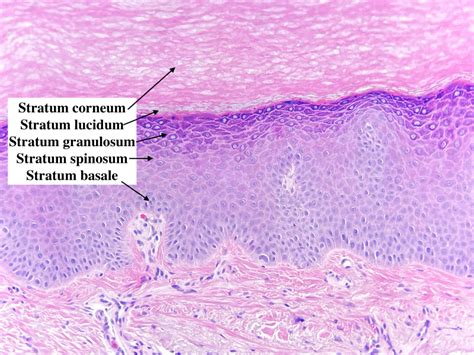 Epidermis Layers Histology