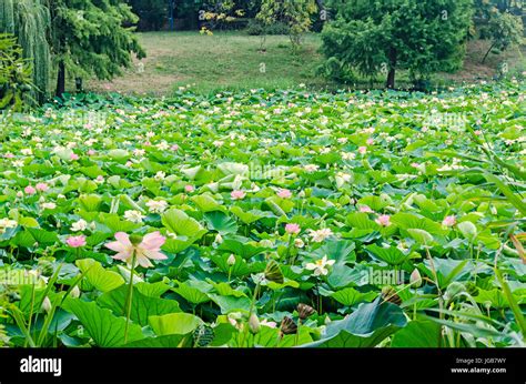 Rosa Blanco Amarillo Nuphar Flores Campo Verde En El Lago Lirio De