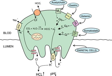 Physiology of the Gastric Parietal Cell explanation diagram vector ...