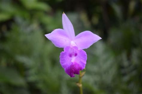 Watch beautiful Orchids adorn the Himalayan Foothills at Sessa Orchid ...