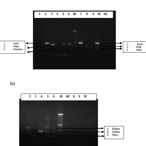 A Specificity Testing Of Tubes And The Multiplex Rt Pcr Assay