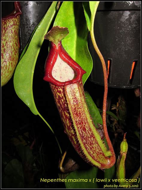 Nepenthesmaximaxlowiixventricosa Carnivorous Plants Pitcher