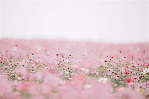 Campo Do Cosmos As Flores Cor De Rosa Pequenas Pequenas No Canto De