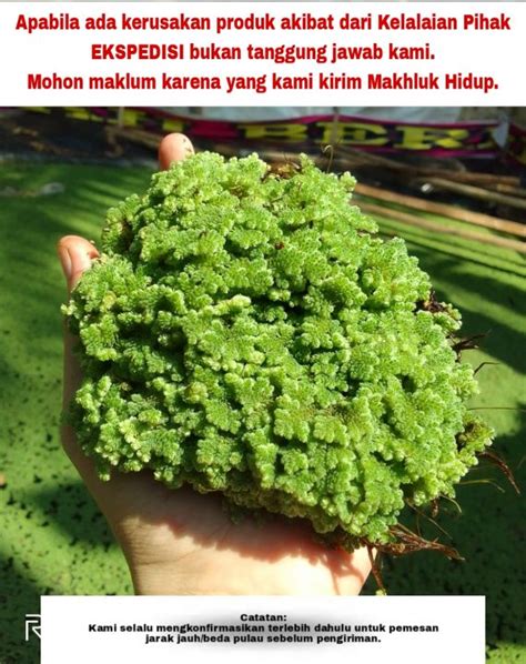 Bibit Azolla Super Pupuk Untuk Budidaya Azolla Azolla Azola Azolla