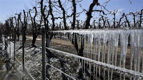 Las Heladas En Mendoza Afectaron Al Menos Hect Reas Seg N El