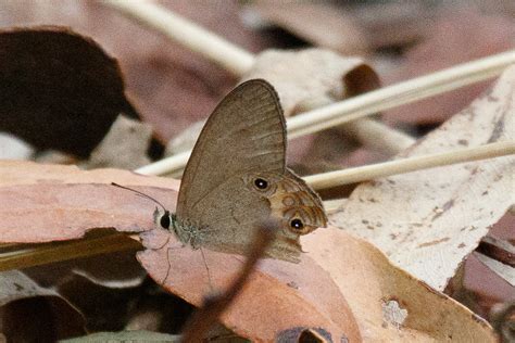 Dingy Ringlet From Mount Coot Tha QLD 4066 Australia On January 21