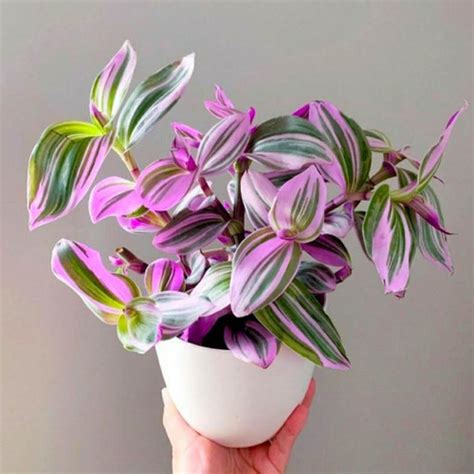 Jual Tanaman Hias Tradescantia Nanouk Tradescantia Tricolor Kota