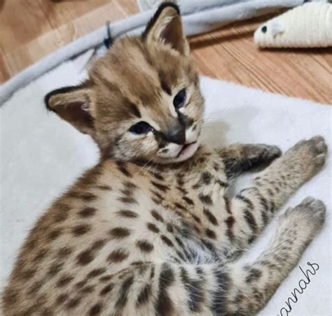 F Savannah Kitten Male Luxury Savannahs