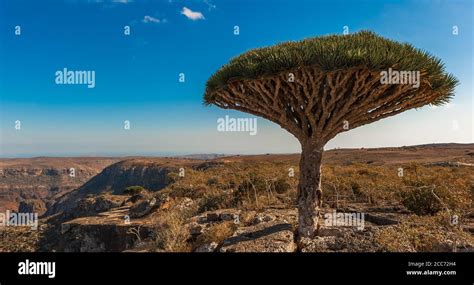 Socotra Pflanzen Fotos Und Bildmaterial In Hoher Auflösung Seite 3