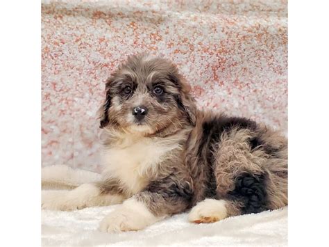 Aussie Poo-DOG-Female-Blue Merle-3649473-Petland Strongsville, Ohio