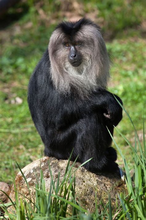 This List of Endangered Monkeys Highlights the Need for Conservation ...