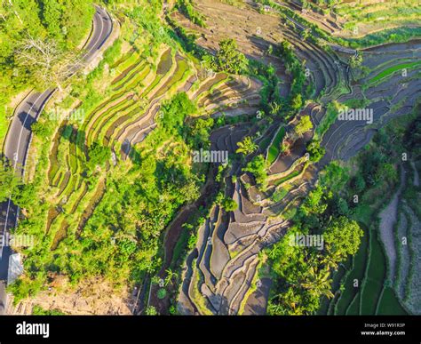 Manejo De Plantaciones Fotos E Im Genes De Stock Alamy