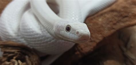 Serpiente ratonera americana Parque de la Naturaleza de Cabárceno