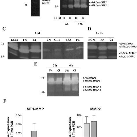 Mt1 Mmp Induction In Preosteoblasts By Osteogenic Ecm Collagen I And