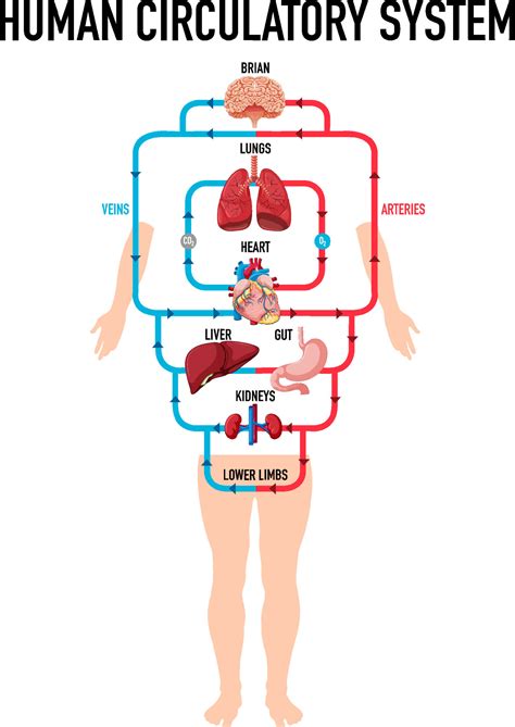 Diagram showing human circulatory system 6583018 Vector Art at Vecteezy