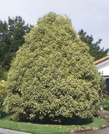 Pittosporum eugenioides 'Variegated' - Botanica Nurseries