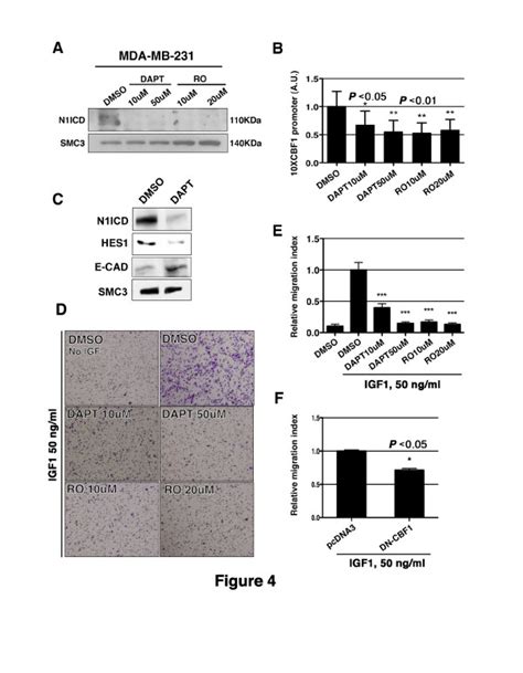 Notch Signaling Inhibition Decreases The Migratory Behavior Of