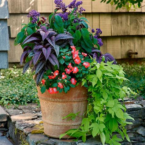 Containers for Planting Annuals | White Flower Farm