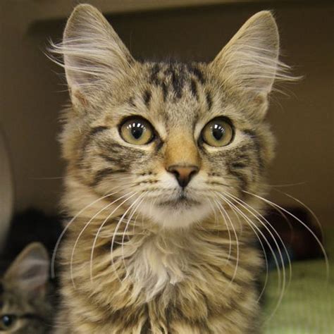 Long Haired Kittens Tusleamhadyn