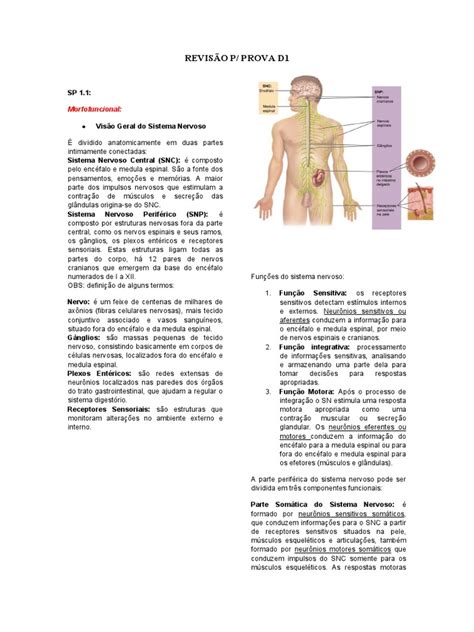 Revisão D1 Download Grátis Pdf Nervo Sistema Nervoso Central