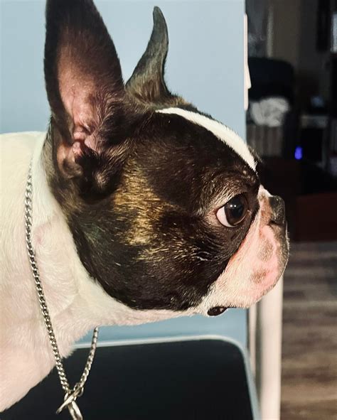 Tuxedo Boston Terriers | Cayley AB