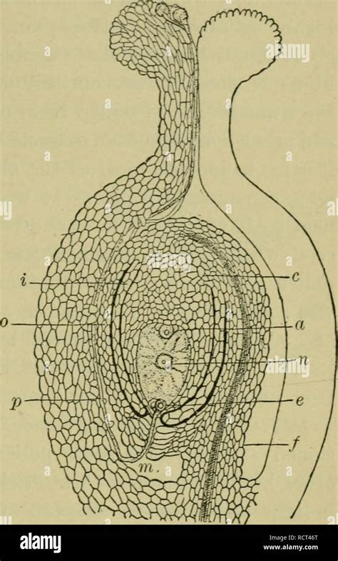 Fertilization ovule plant hi-res stock photography and images - Alamy