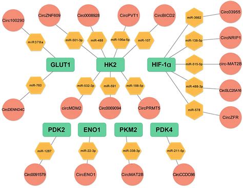 Circular RNAs Regulate Glucose Metabolism In Cancer Cells OTT