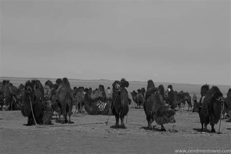 Mongolian bactrian camels | Mongolia Tours