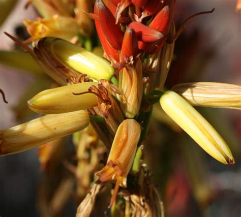 Kniphofia