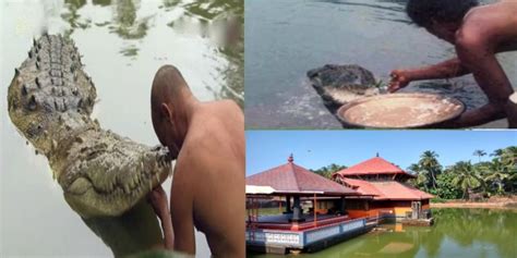 Vegetarian Crocodile Babiya Who Lives In A Temple Pond In Kerala