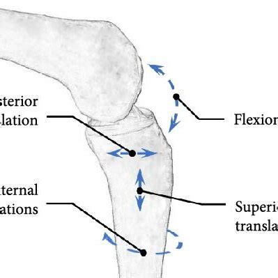 Knee joint movement: (a) left view; (b) front view. | Download ...