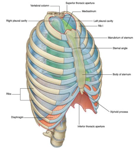 Kaarten Hoofdstuk Thorax Conceptual Overview General Description