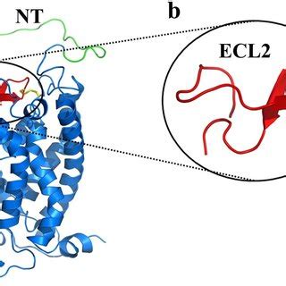 A The Model Structure Of C Ar Illustrating The Probable Structure Of