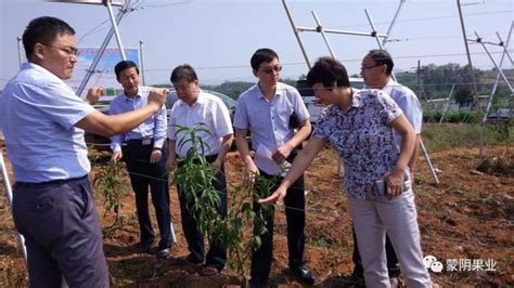 山東省果茶技術指導站到蒙陰督導高效特色農業發展項目建設 每日頭條