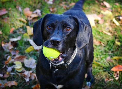 Somerset Humane Society Pet Adoption - Somerset Humane Society Animal Shelter