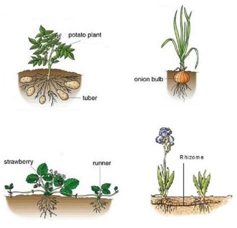 12 Biogenesis Examples – StudiousGuy